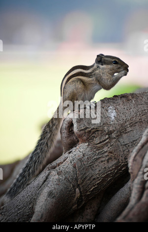 Chipmunk on a tree trunk shot in Red Fort park - Delhi, India Stock Photo