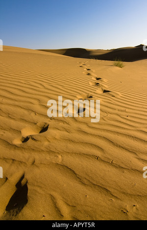 Footprints in the sand dunes - Thar desert, Rajasthan, India Stock Photo
