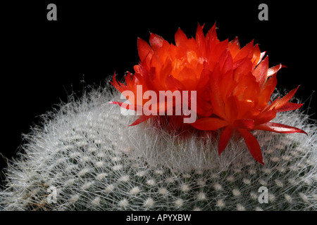 Scarlet barrel cactus, Parodia haselbergii, in flower Stock Photo