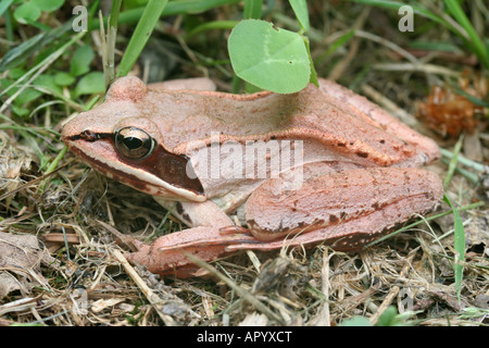 Wood frog, Lithobates sylvaticus Stock Photo