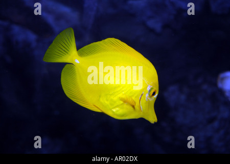The yellow tang (Zebrasoma flavescens) fish Stock Photo