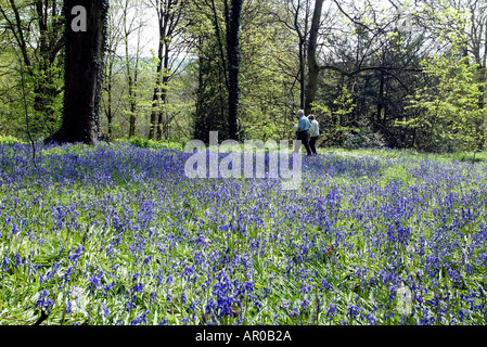 Blue Bells in the Woodland Gardens at Renishaw Hall Museum Gardens in Derbyshire Stock Photo