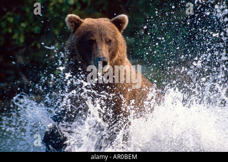 Charging Grizzly splashing through water Shelikof Straight Katmai Nat Park Summer Southwest Alaska Stock Photo