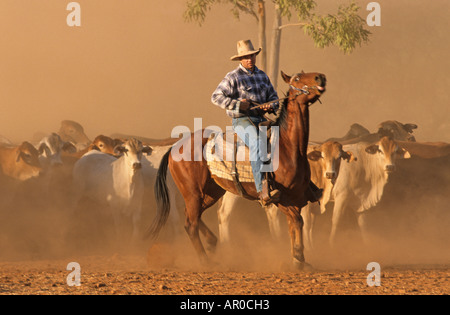 Mustering cattle with horses, Lansdowne Station, Kimberley, Western Australia, Australia Stock Photo