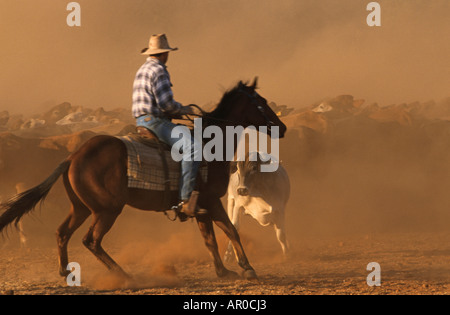 Mustering cattle with horses, Lansdowne Station, Kimberley, Western Australia, Australia Stock Photo