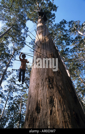 Giant Karri tree used as fire-lookout, Climbing a 60 metre high eucalyptus tree, Western Australia, Australia Stock Photo