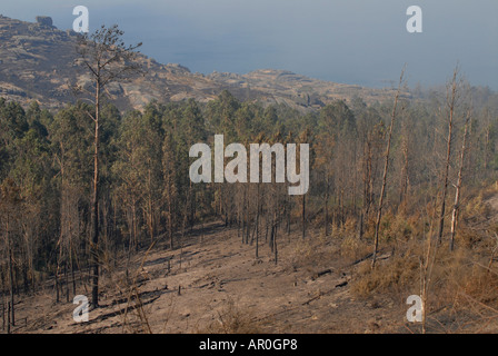 The 13th of august 2006 forest fire in galicia at the north west coast of spain Stock Photo