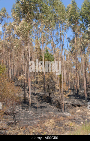 The 13th of august 2006 forest fire in galicia at the north west coast of spain Stock Photo