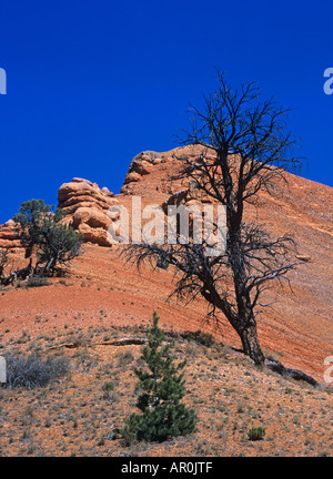 Dead tree in the Red Canyon, Panguitch, Utah, USA Stock Photo