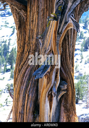 Bristlecone Pine, Olmsted Point, Yosemite NP, California, USA Stock Photo