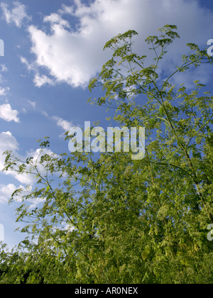 Poison hemlock (Conium maculatum), a toxic plant native to Palestine