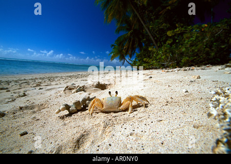 Krabbe, Geisterkrabbe, Sandstrand, Kokospalmen Tobago, West Indies, Karibik