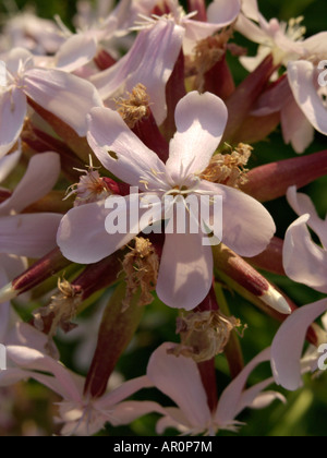 Common soapwort (Saponaria officinalis) Stock Photo