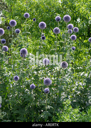Great globe thistle (Echinops sphaerocephalus) Stock Photo
