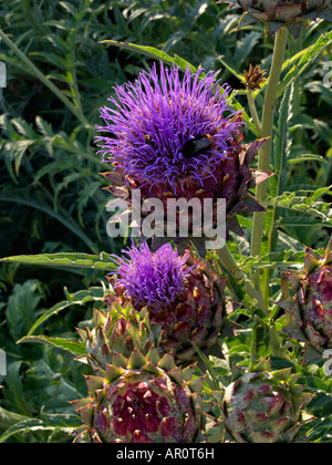 Artichoke (Cynara cardunculus syn. Cynara scolymus) Stock Photo