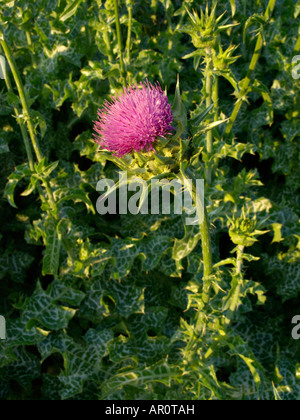 Blessed milk thistle (Silybium marianum) Stock Photo