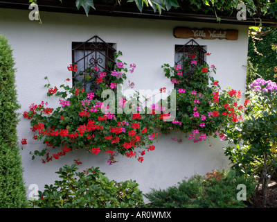 Flower boxes with pelargoniums at a garden house Stock Photo