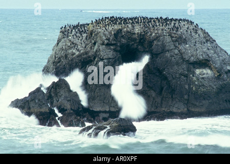 pelagic cormorants  and brown pelicans on a sea stack along the coast of northern California Stock Photo