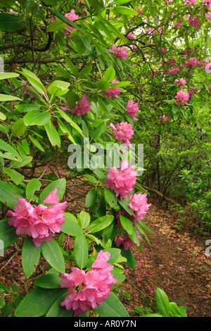 Rhododendron Along Appalachian Trail, Apple Orchard Mountain, Blue ...