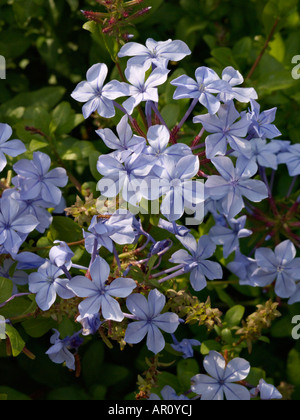 Cape leadwort (Plumbago auriculata) Stock Photo