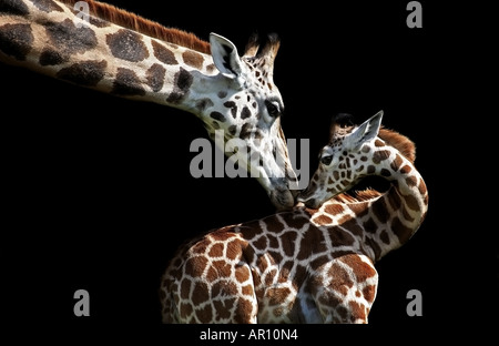 Giraffe (Giraffa camelopardalis) is kissing her pup