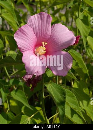 Swamp rosemallow (Hibiscus moscheutos) Stock Photo