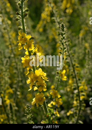 Common agrimony (Agrimonia eupatoria) Stock Photo