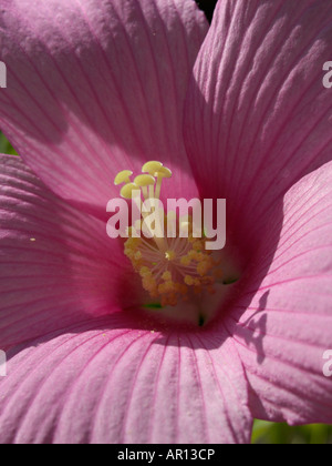Swamp rosemallow (Hibiscus moscheutos) Stock Photo