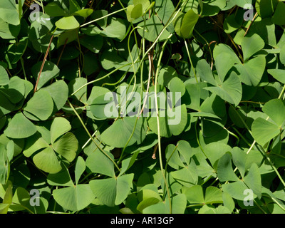 Four leaf clover (Marsilea quadrifolia) Stock Photo