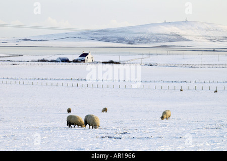 dh Bay of Firth FIRTH ORKNEY Sheep flock feeding  wintery white snow fields house loch