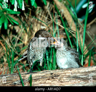 Little wattlebird feeding young (Anthochaera chrysoptera), Lower Glenelg National Park, Victoria, VIC, Australia Stock Photo