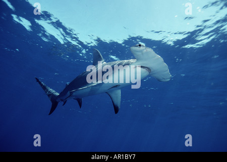 Great hammerhead Sphyrna mokarran found in the N Atlantic and E Pacific They feed on open ocean and benthic fishes as well as other sharks and skates Walker s Cay Bahamas Atlantic Ocean Stock Photo