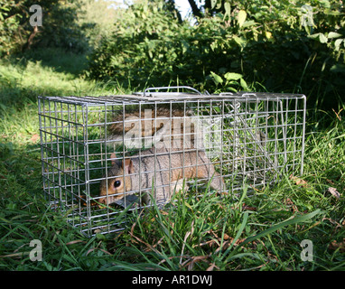grey squirrel in humane cage trap Stock Photo