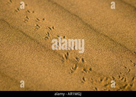 Beetle footprints in the sand - Thar desert, Rajasthan, India (shallow DOF) Stock Photo