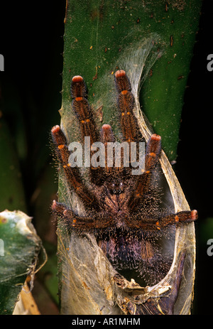Peruvian Pinktoe Tarantula, Avicularia urticans. Amazon rainforest Stock Photo