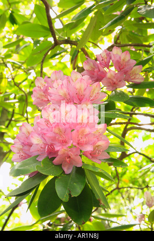 Rhododendron Along Appalachian Trail, Apple Orchard Mountain, Blue ...