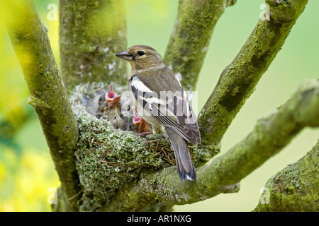 chaffinch with squabs in nest / Fringilla coelebs Stock Photo
