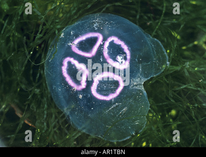 Moon Jellyfish (Aurelia aurita) drifting in the sea Stock Photo