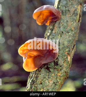 Jews ear Auricula auricularia judea fungi. Stock Photo