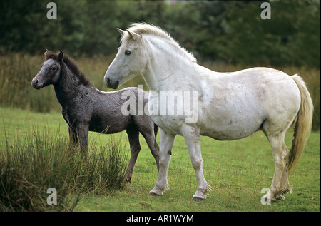 Eriskay Pony with foal - standing on meadow Stock Photo