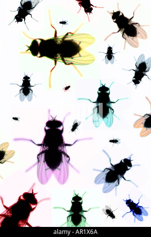 Tapestry of multi colored house flies Stock Photo