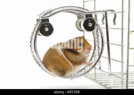 golden hamster in running wheel / Mesocricetus auratus Stock Photo