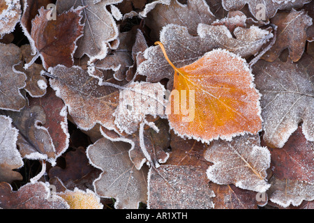 Fallen frosted leaves on the heathland, New Forest National Park Stock Photo