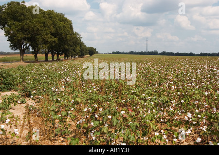 Cotton field ready for picking in central Georgia, USA Stock Photo