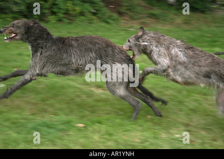 two Irish Wolfhounds - running Stock Photo