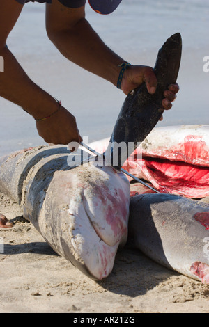cutting off shark fin Stock Photo