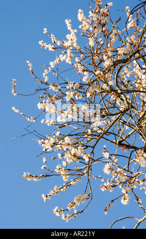 white flowers of the winter flowering Higan cherry Prunus subhirtella Autumnatis in December against a blue sky in the sun Stock Photo
