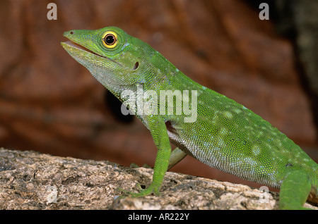 Alone Norops biporcatus Nicaragua Stock Photo - Alamy