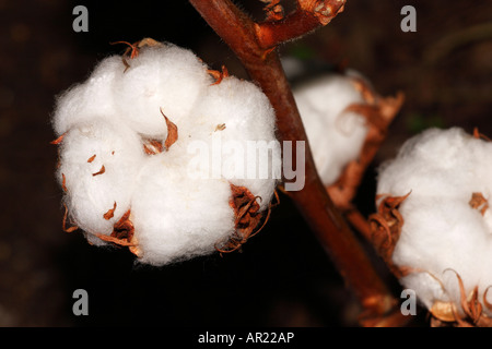 Cotton Plant [Gossypium thurberi], 'close up' flower macro showing fluffy white boll detail Stock Photo