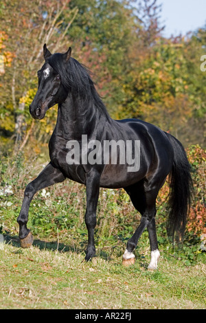 Anglo-Arabian. Black adult trotting on a pasture. Germany Stock Photo